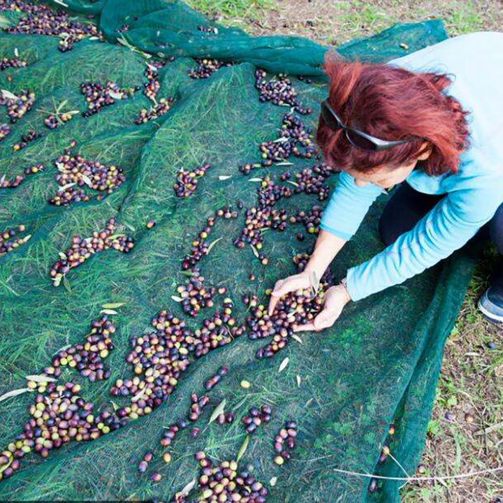 HDPE UV e Tšoanang le Letlooa la Kotulo ea Olive